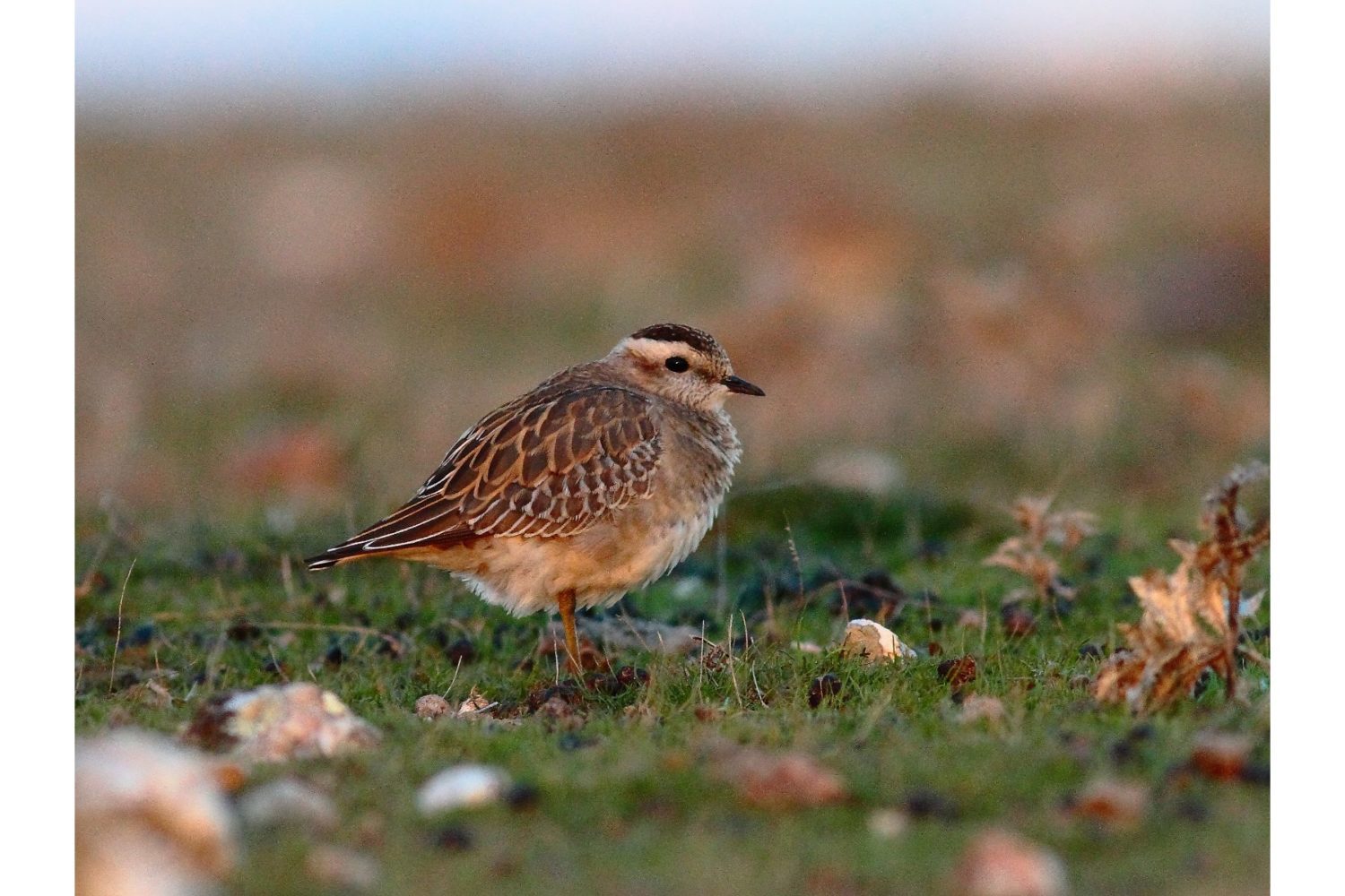 Chorlito-birdwatching holiday in extremadura