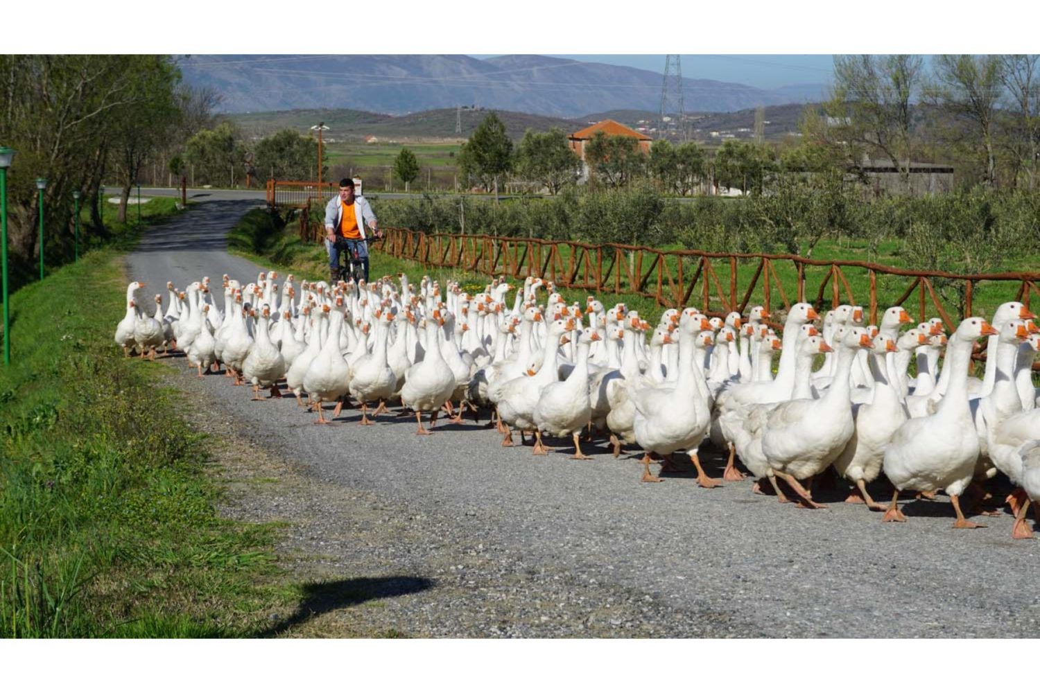 gooses around Albania