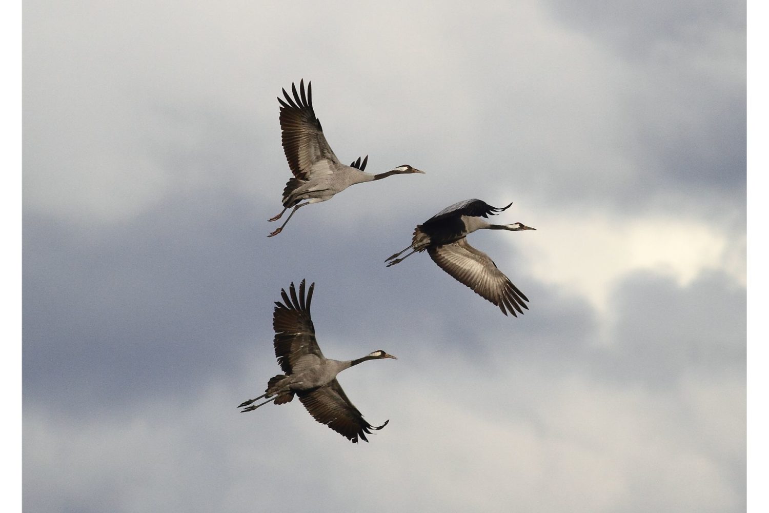 Grllas-Birdwatching Holidya in Extremadura