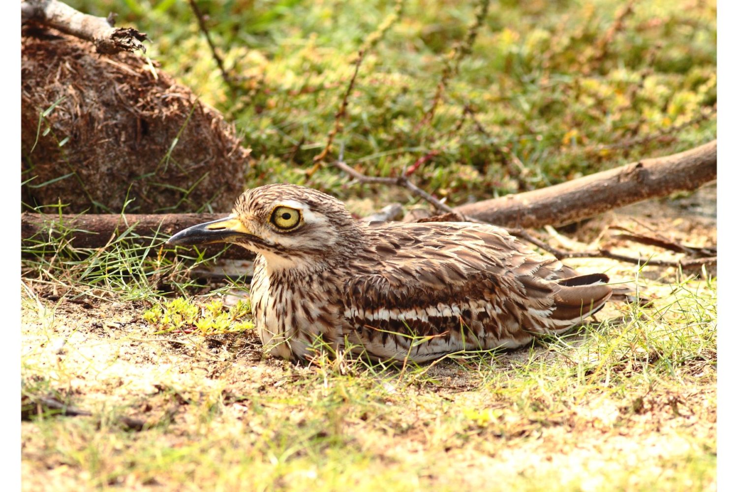 stone curlew-wlking holiday in extremadura