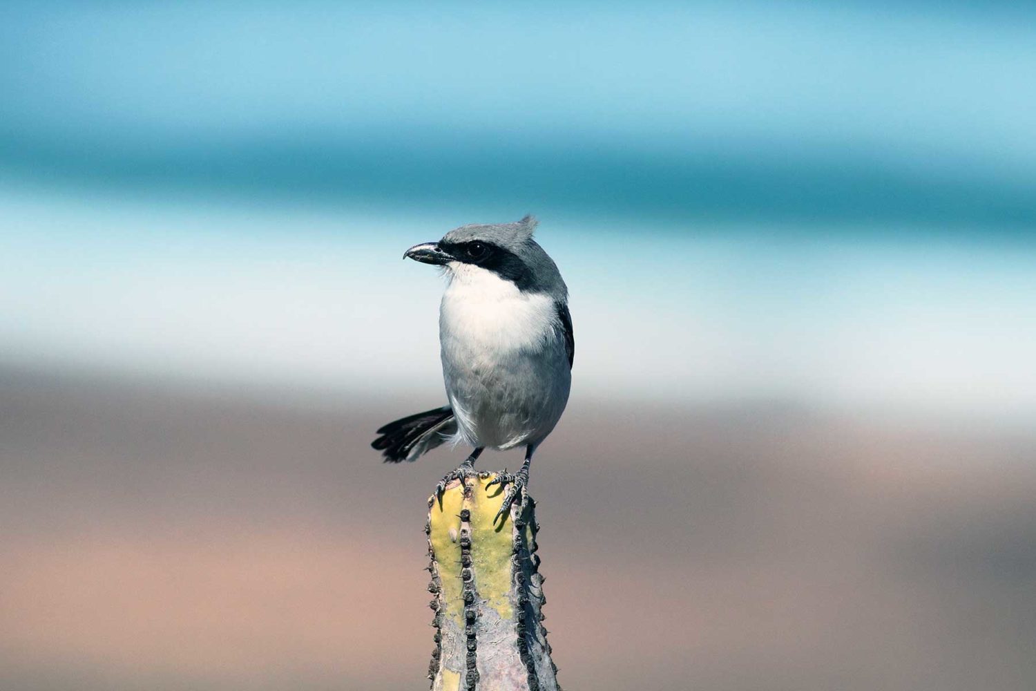 canary-Birdwatching in Canary Islands | Birding Canary Islands