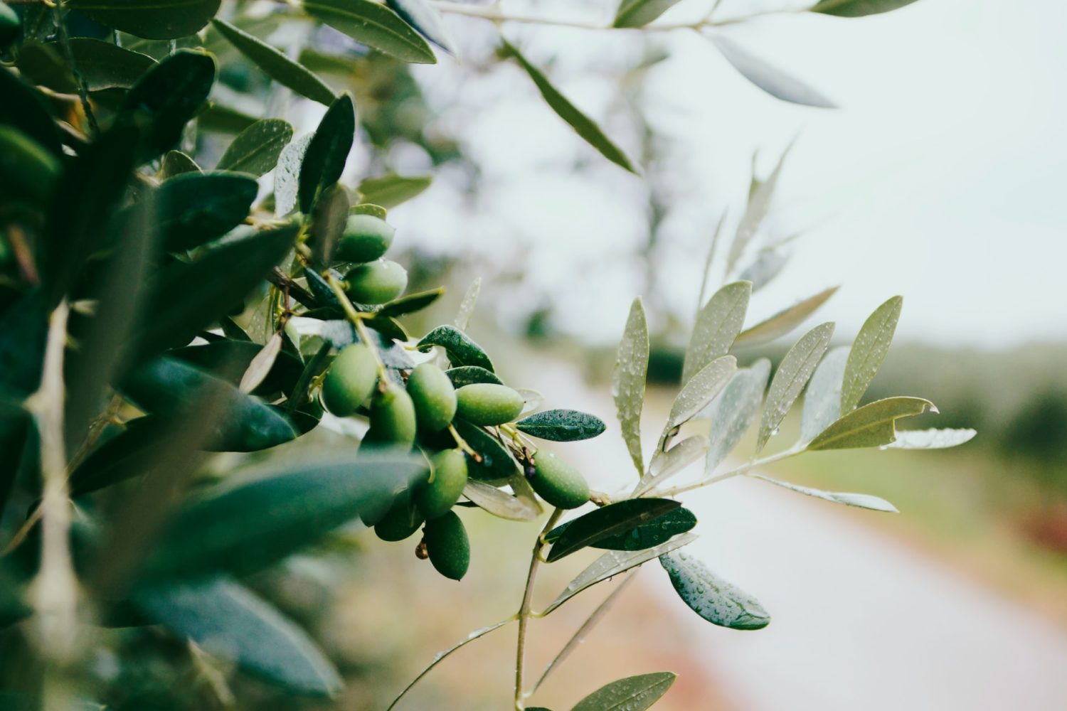 olives- gourmet tour in portugal