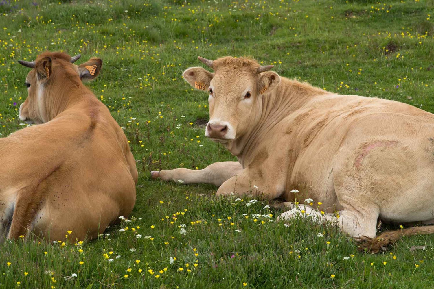 cows in channel islands-cycling the channel islands