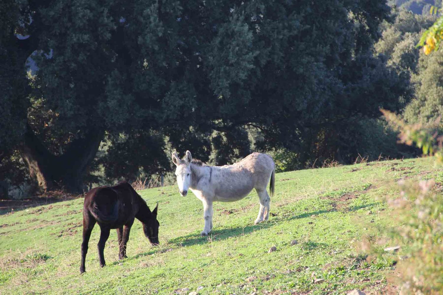 donkeys-walking holiday in corsica