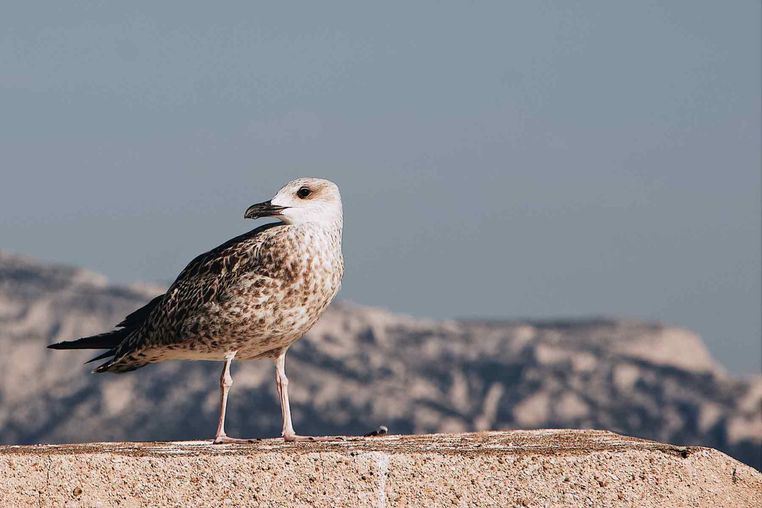 bird in the vendee islands