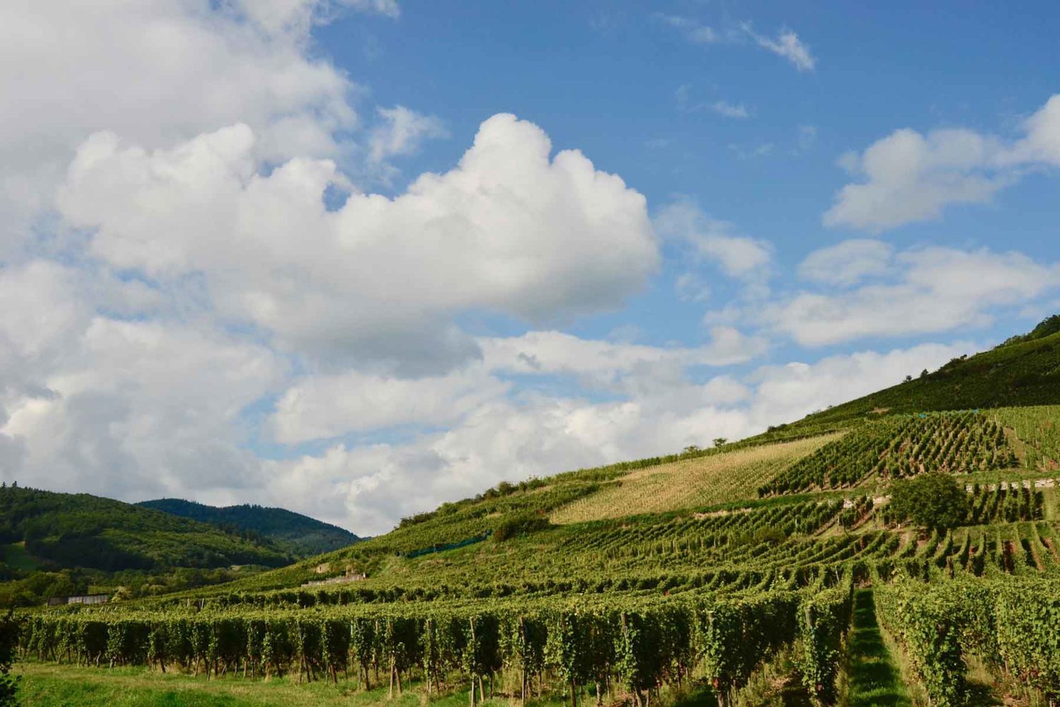 vineyard inAlsace-Alsace Wine & Culture