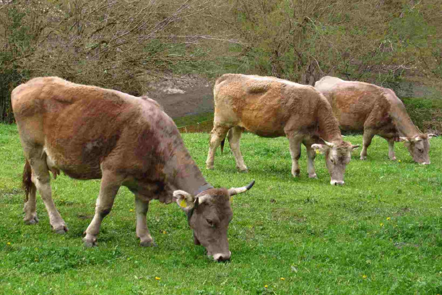 cows-Andorra