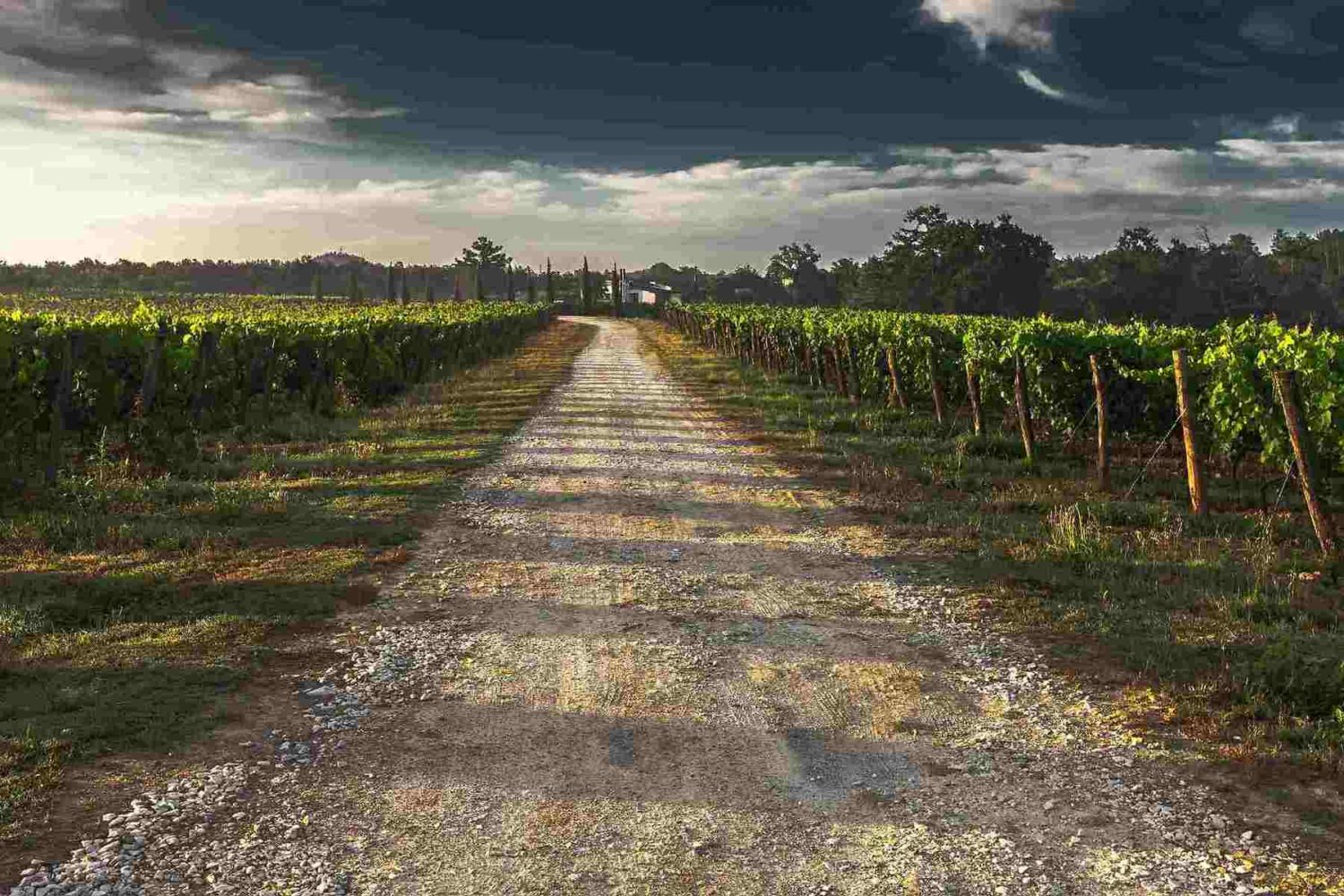 wineyard around Bordeaux- Bordeaux cycling tour