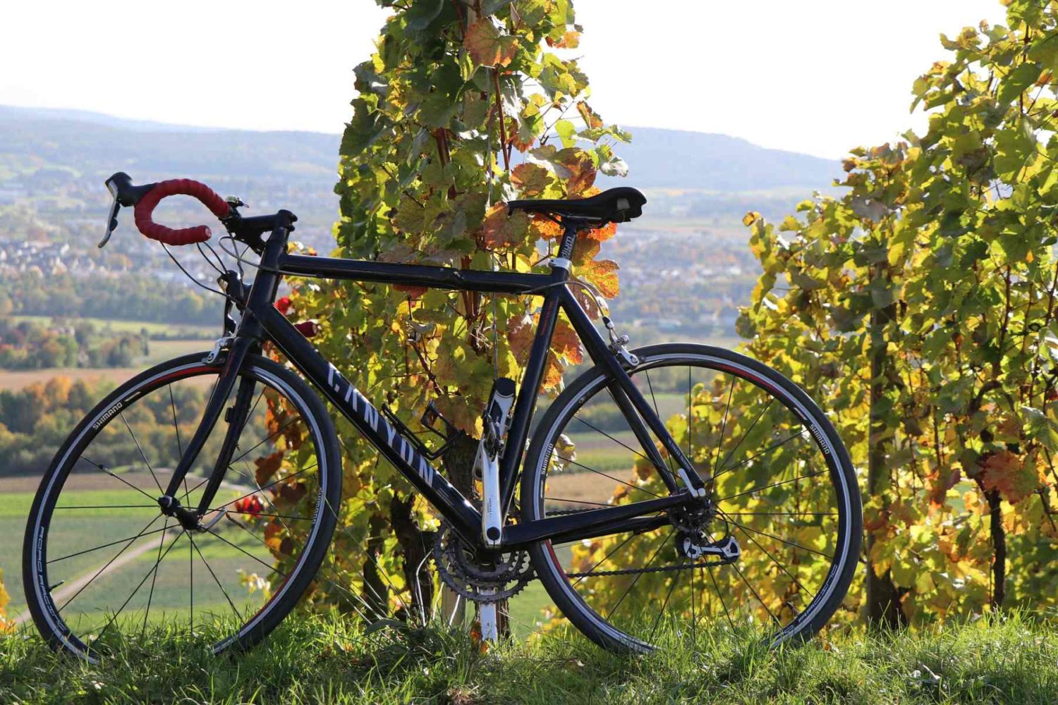 vineyard in Gironde- Bordeaux cycling tour