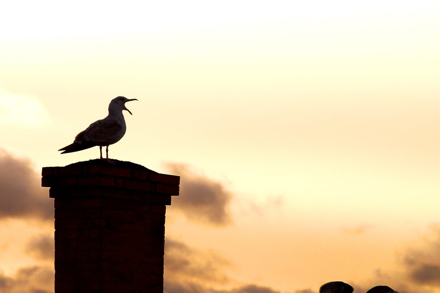 bird-bornholm