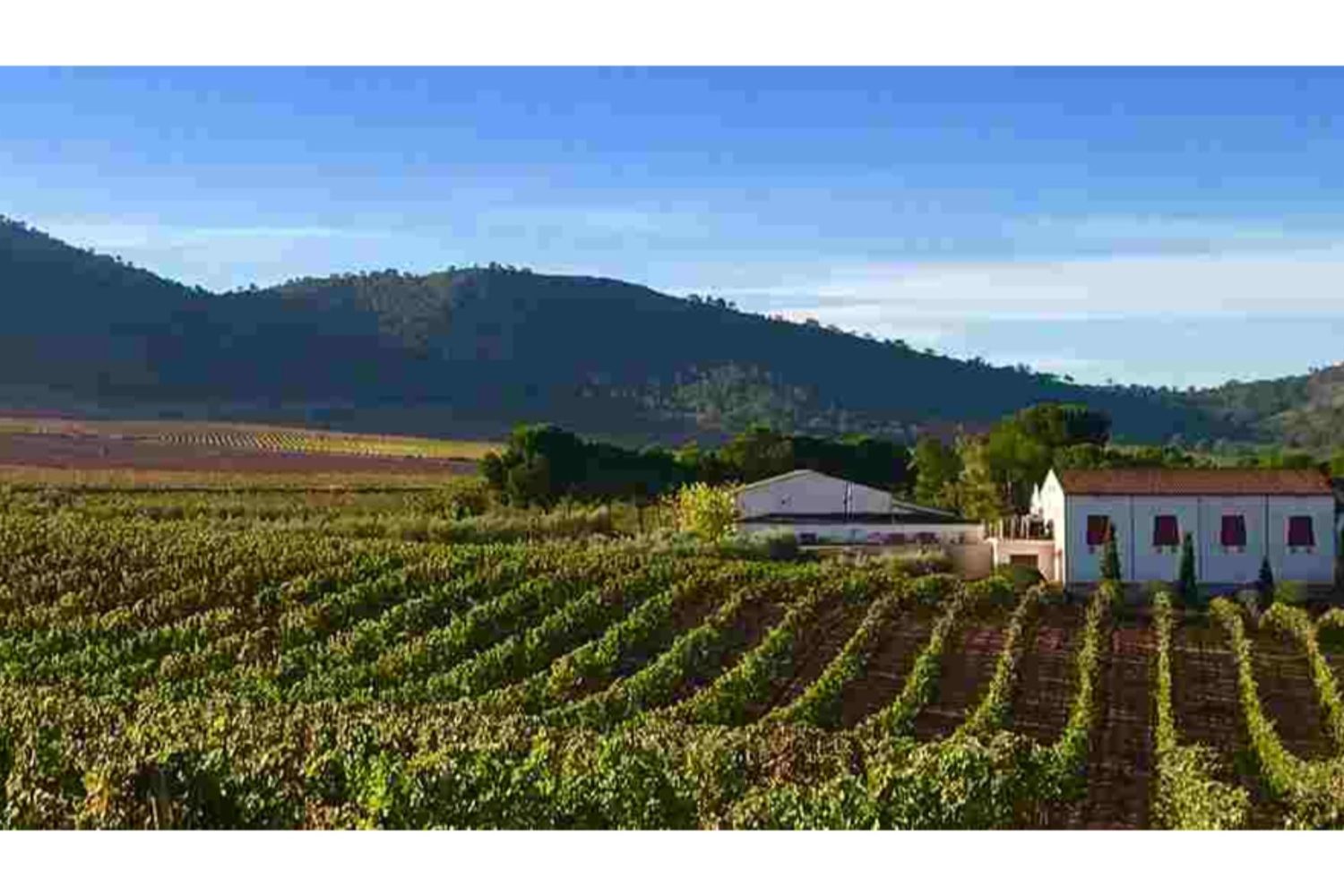 gourmet wine tour valencia- wineyard casacastillo