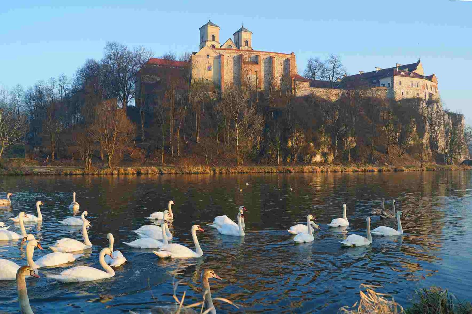 swans in lake-Poland