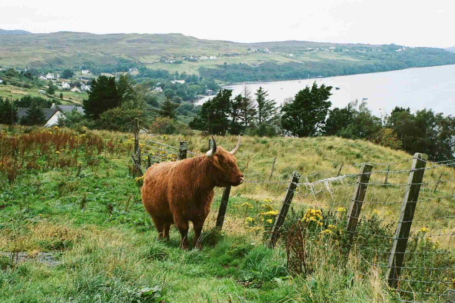 cow -Walking Isle of Skye