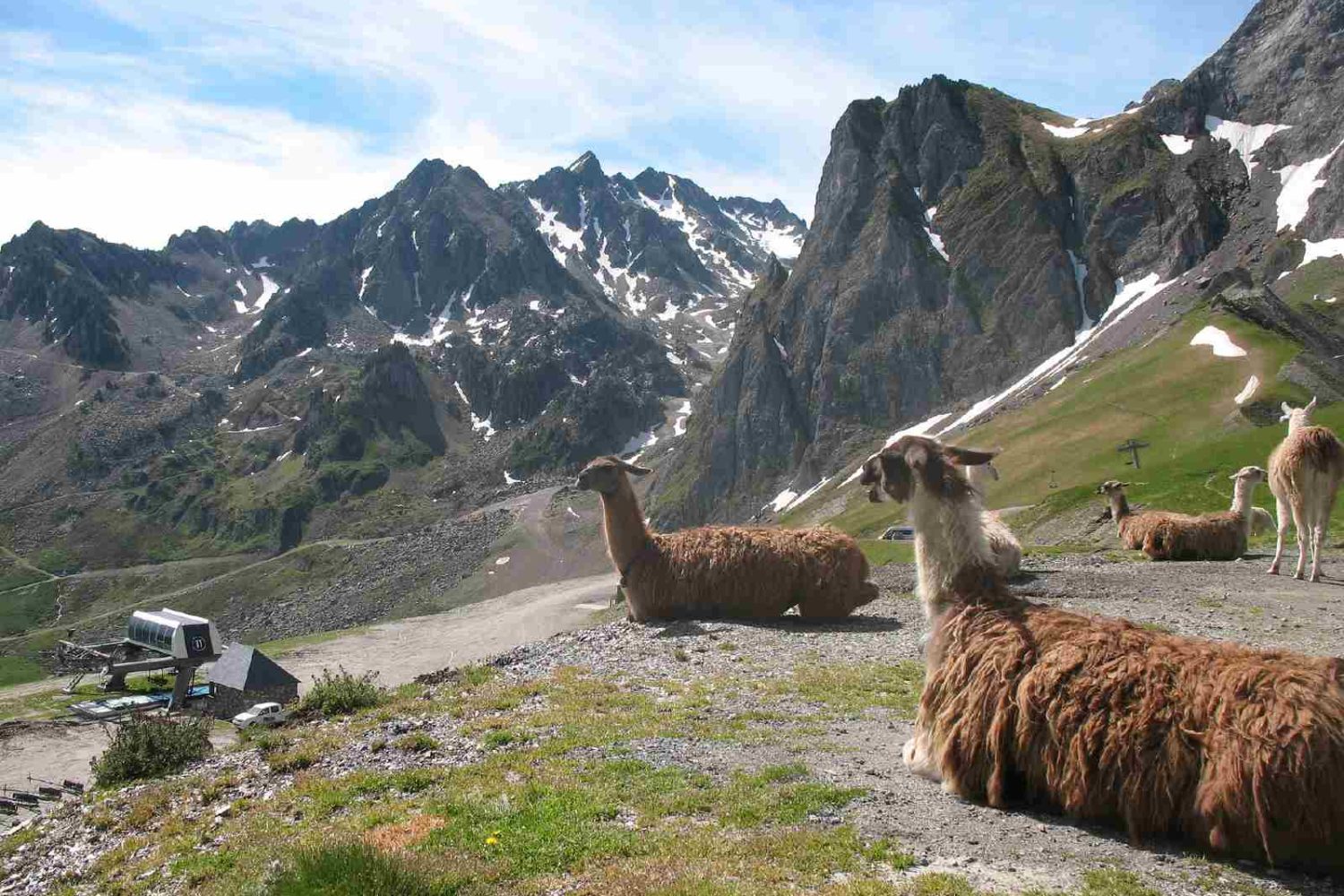 lama in the pyrenees