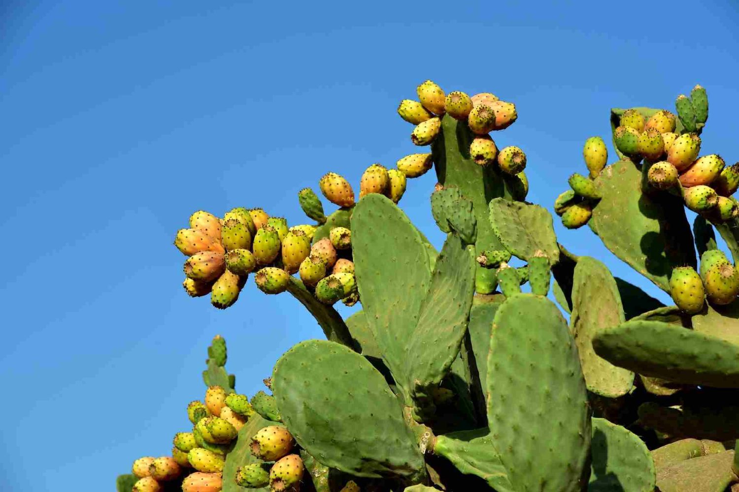 Prickly pear in Sicily