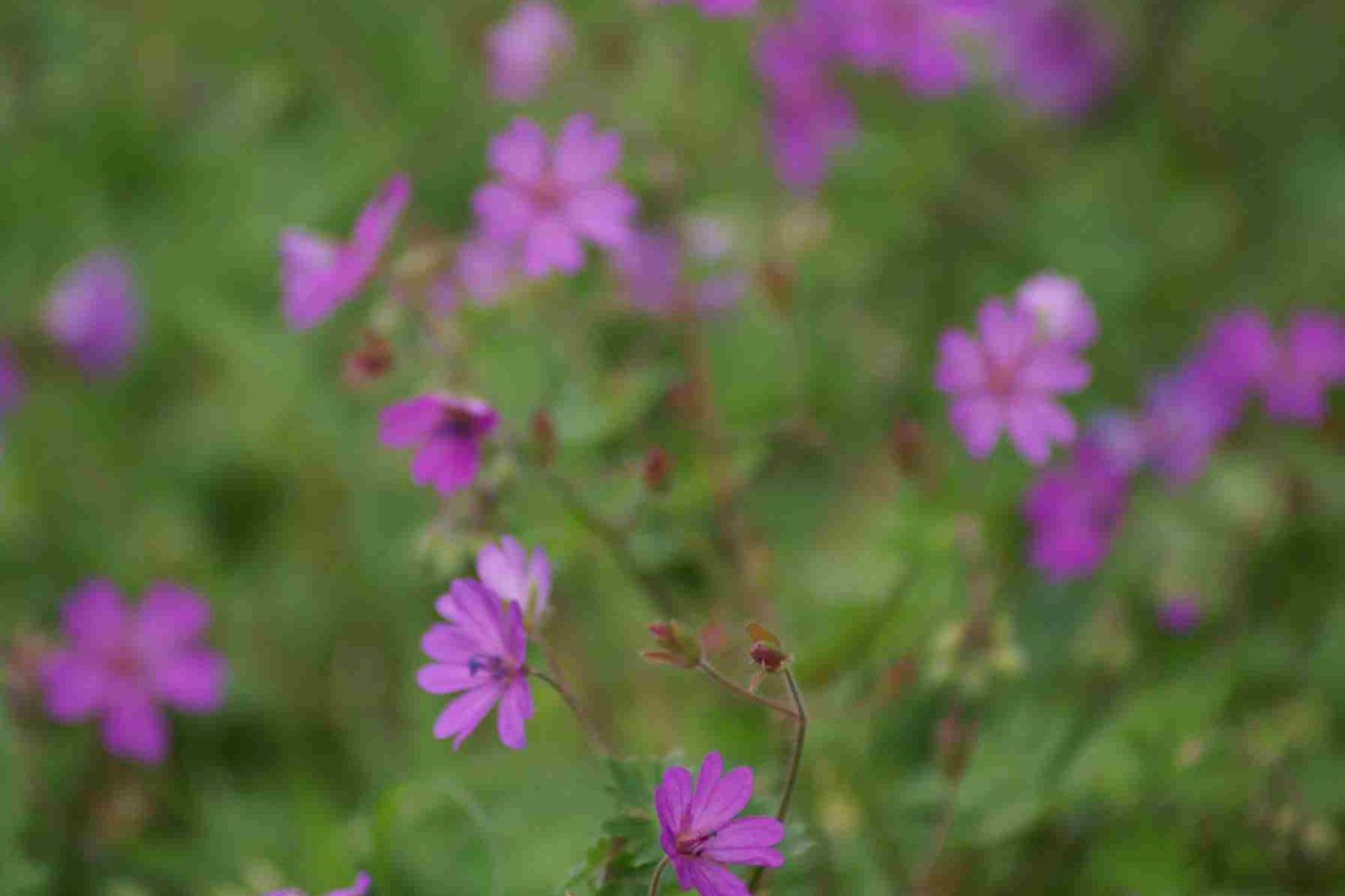 Flower purple petals-Botanical tour of Albania