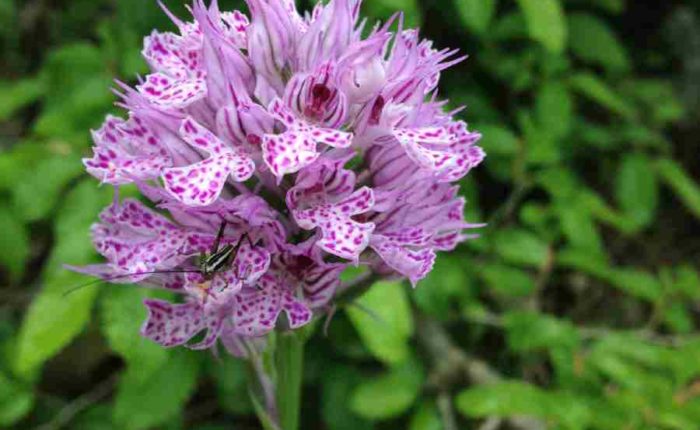 Botanical tour of Albania- purple flower