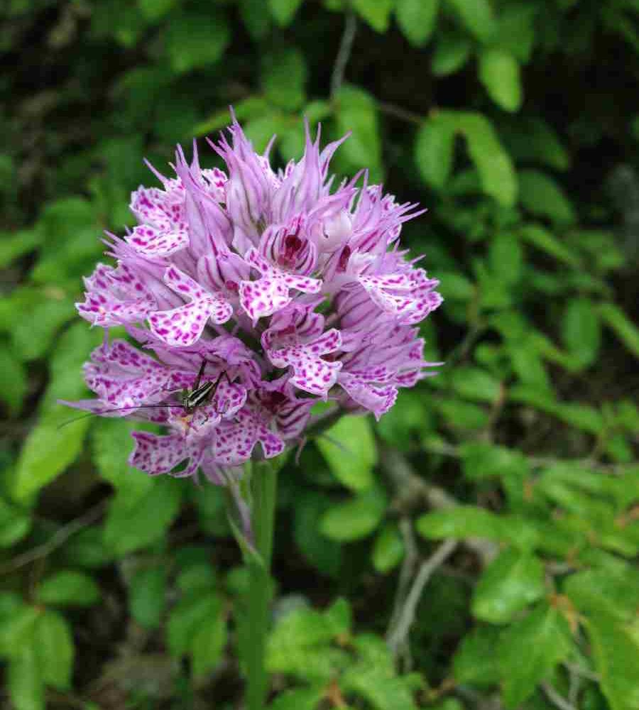 Botanical tour of Albania- purple flower