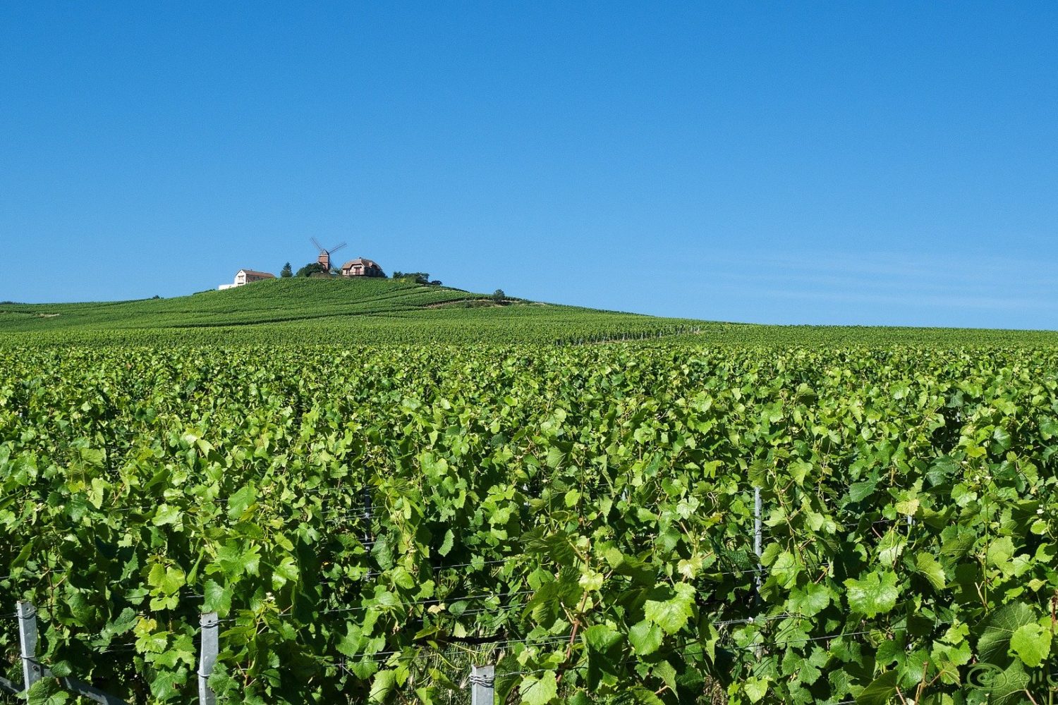 champagne tasting tour