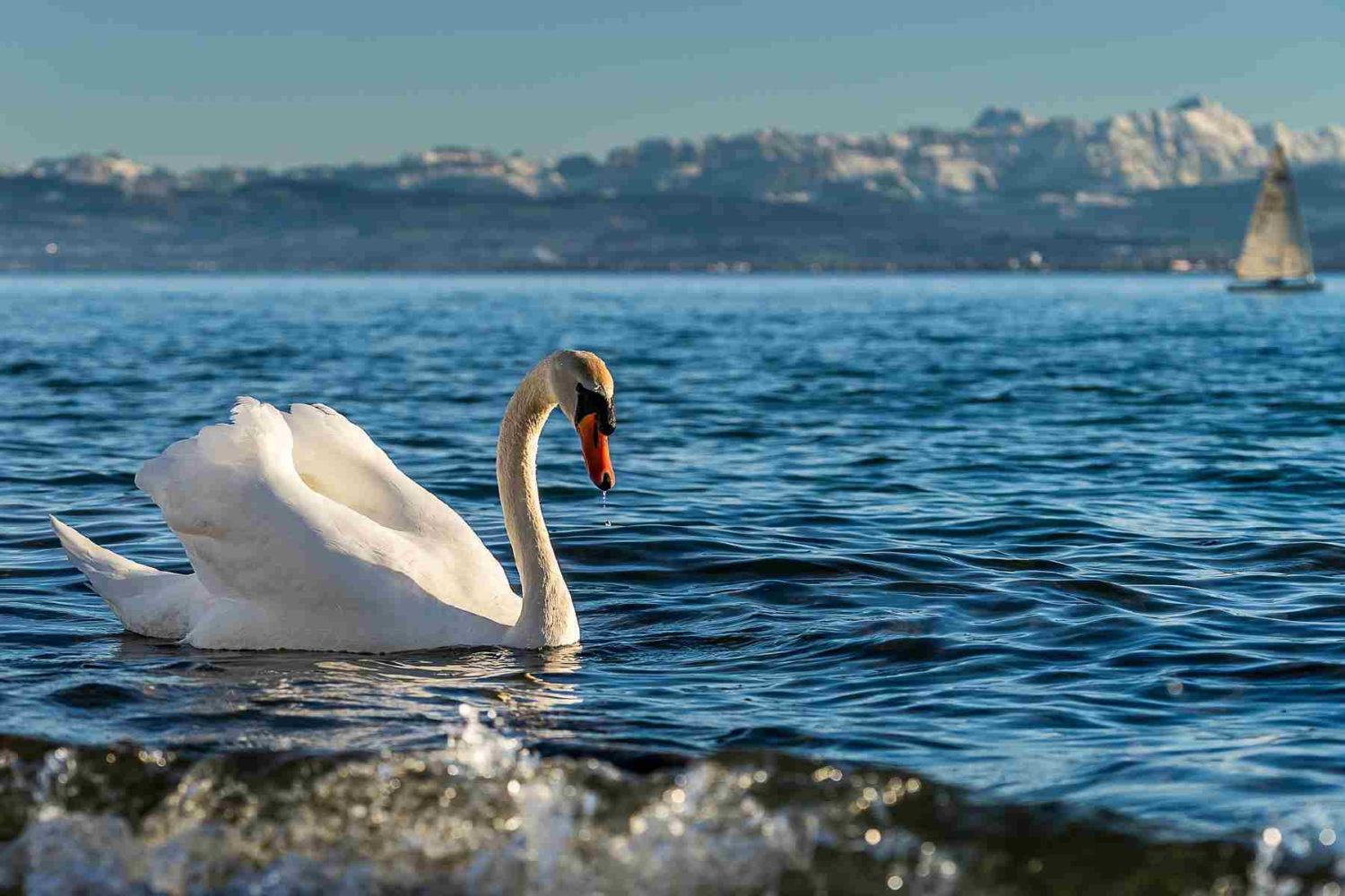 swan on constance lake