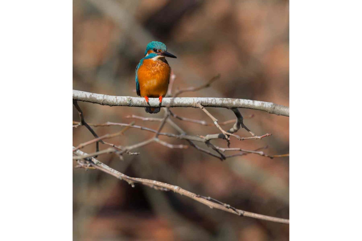 nature-bird-walking holidays in portugal