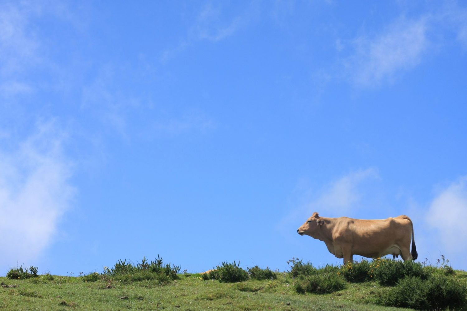 asturain cows- cycling in Asturias